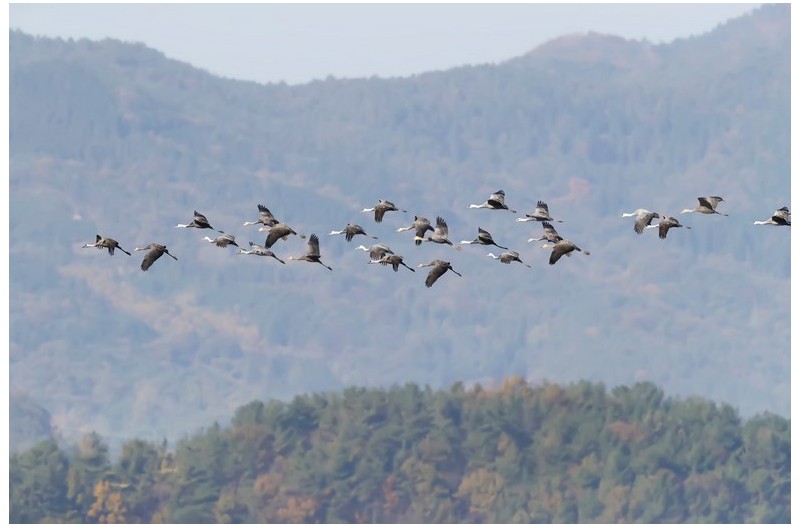 흑두러미 군무`