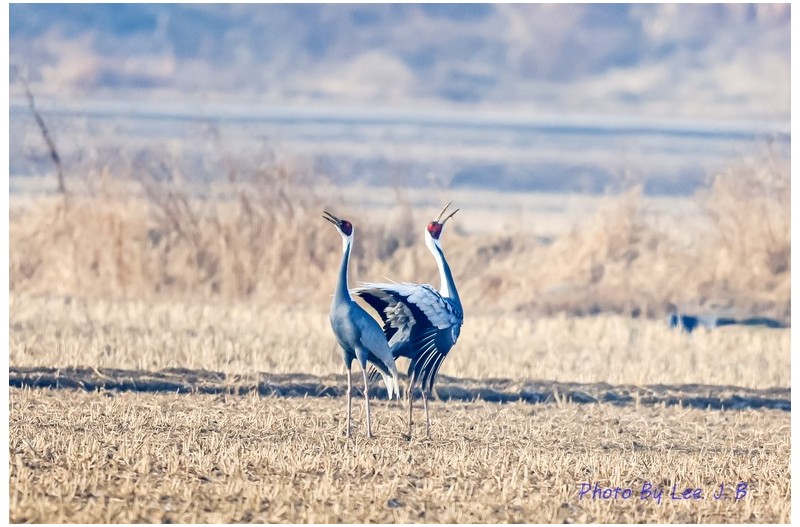 사랑노래 부르는 재두루미