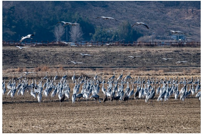 주남지 재두루미