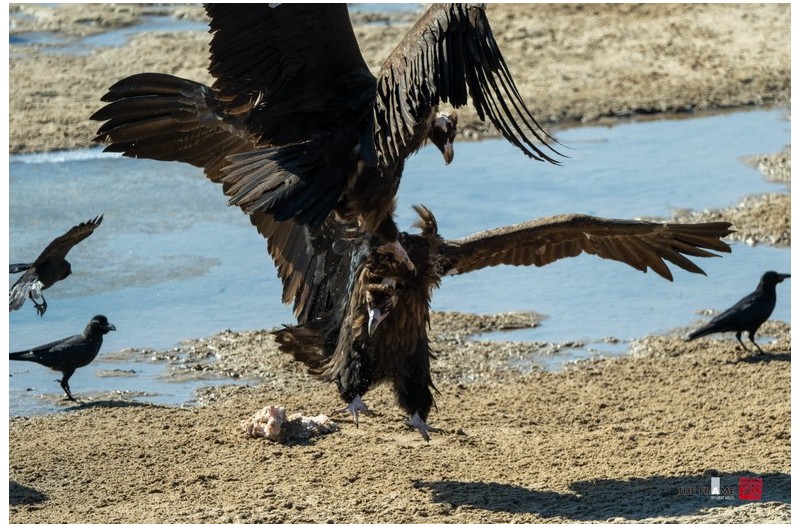 독수리 먹이 쟁탈