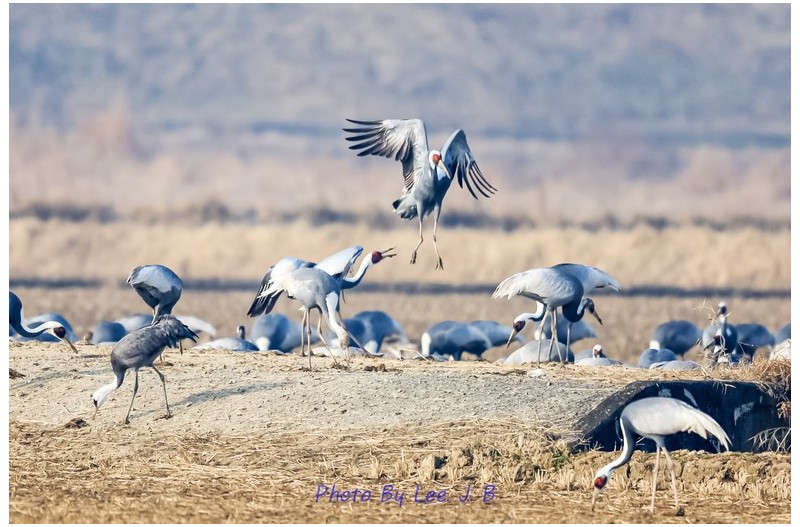 재두루미 - 나는 배가 고프다