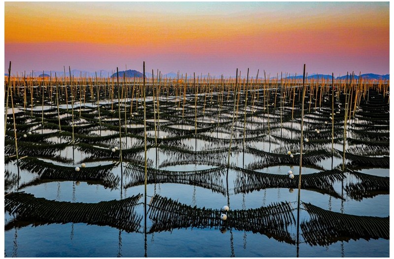 장흥 옹암리 매생이