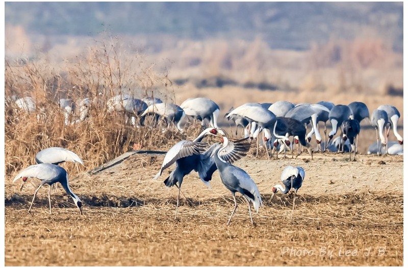 평화를 깨는 재두루미