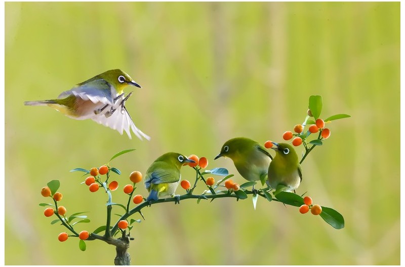 아름다운 동박새`