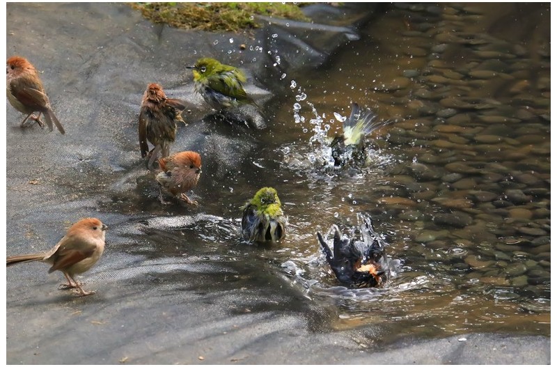 모욕하는 시들`