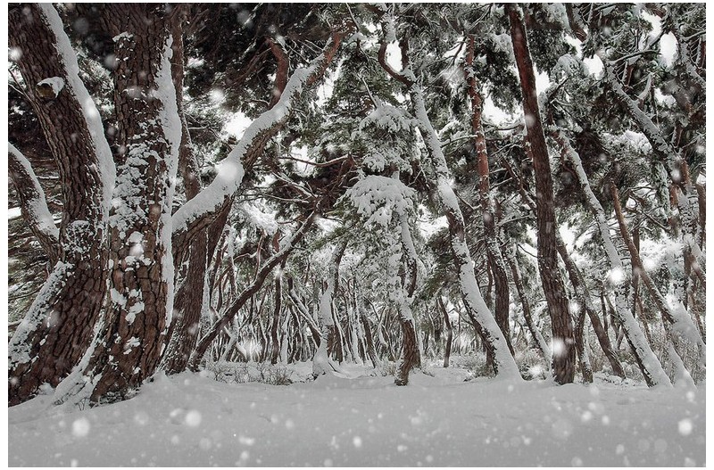 설경 - 雪景