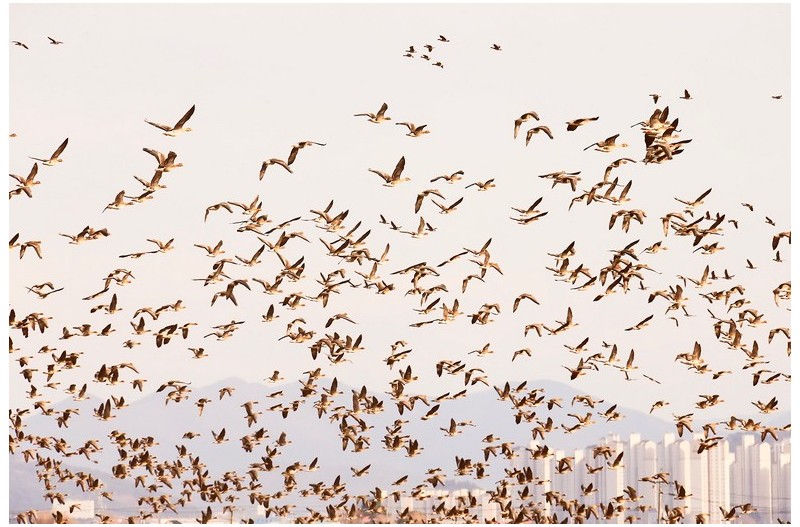 가창 오리 군무`