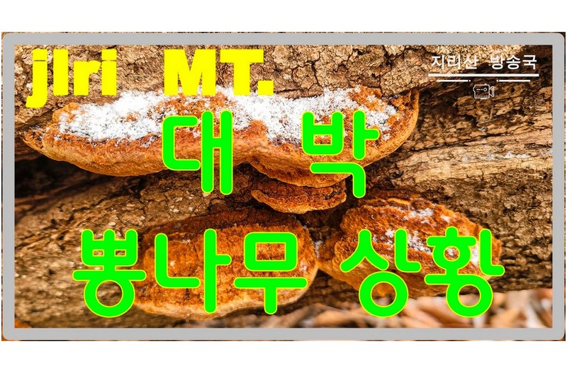 암세포 억제 이보다 더 좋은 약과 약초는 없다.