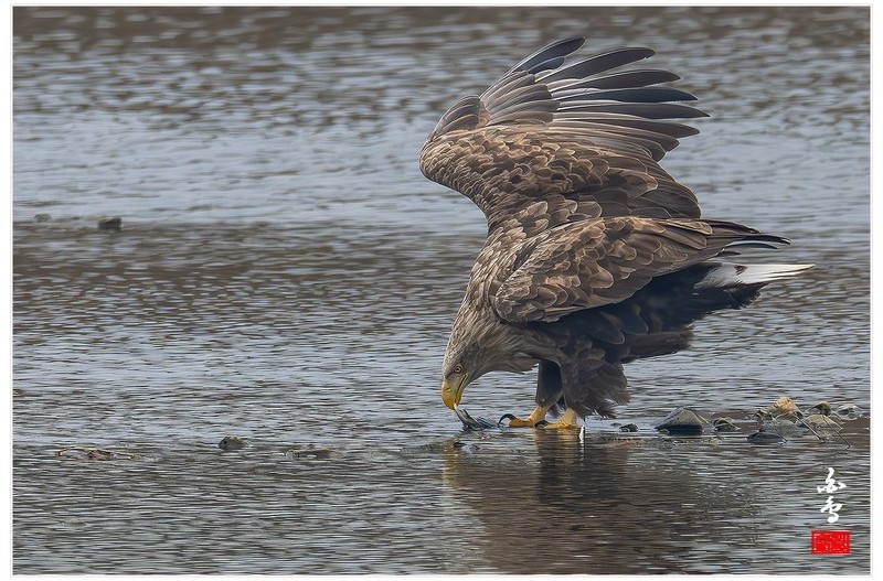 2월 첫날  흰꼬리수리