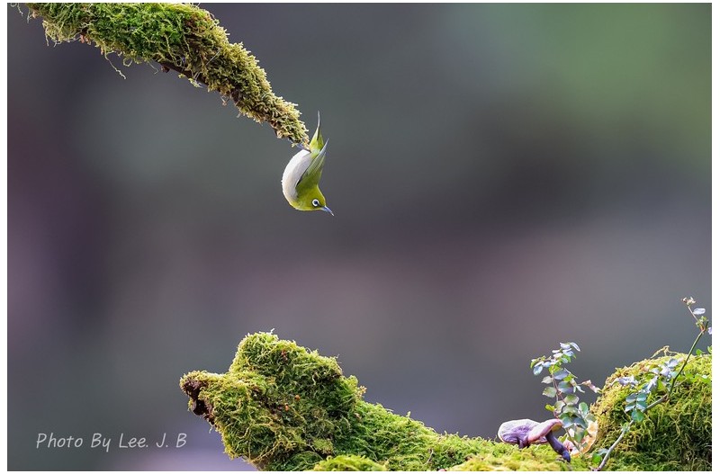 동박새는 곡예사