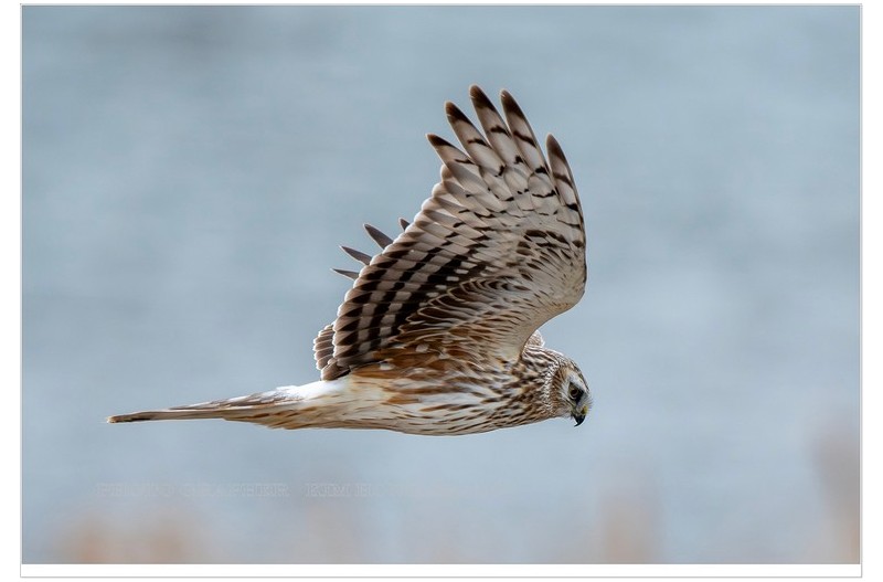 ^_^ 잿빛 개구리매^^~