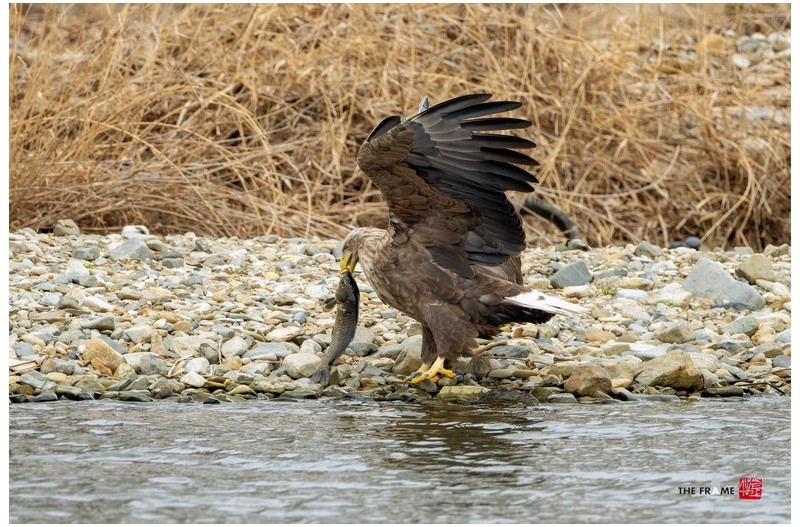 흰꼬리수리 먹이 찾아