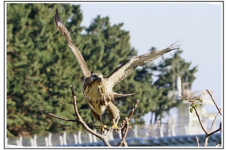 말똥 가리 날다