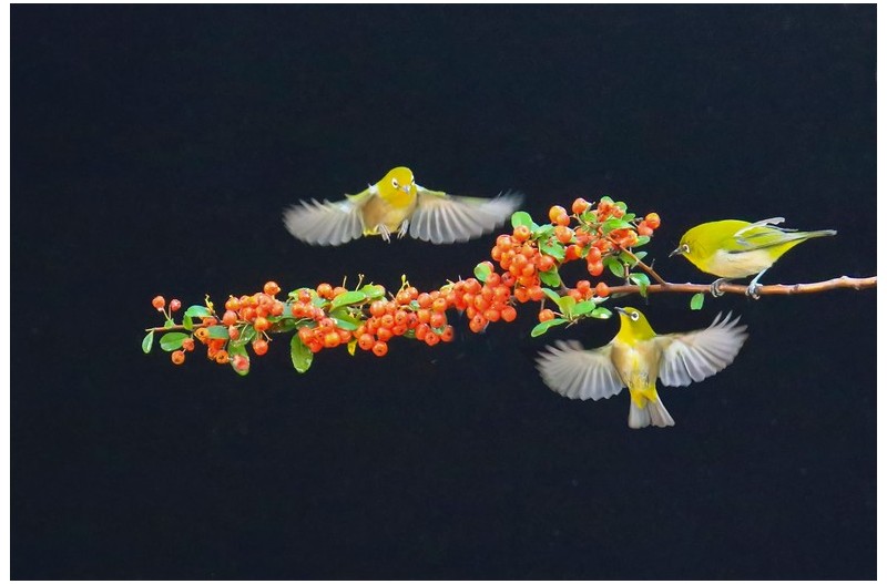 팰리칸 열매을잘먹는 새`