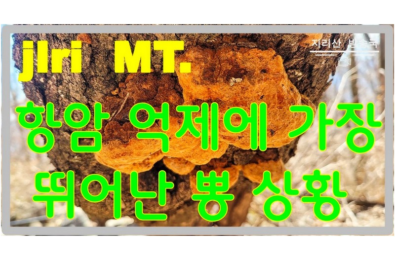 항암 억제에 이 보다 더 좋은 버섯은 없다.