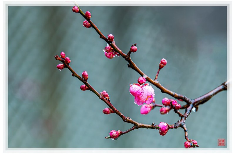 雨中梅