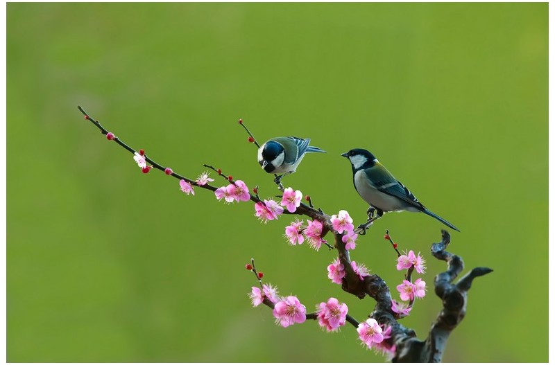 매화꽃에 들어온 새`