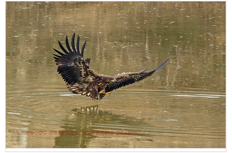 ^_^ 흰꼬리수리^^~