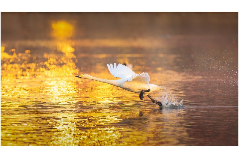 큰고니의 무한 질주