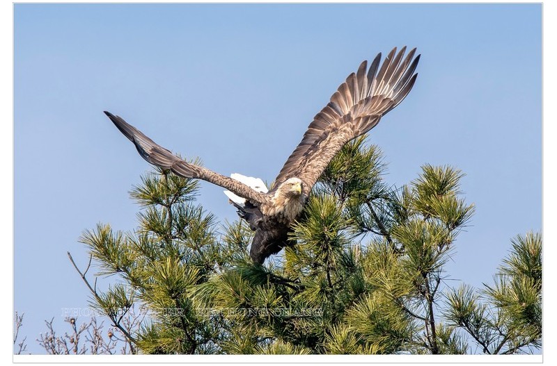 ^_^ 흰꼬리 수리^^~