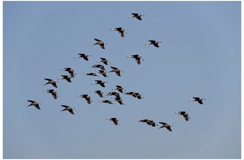 재두러미 편대`