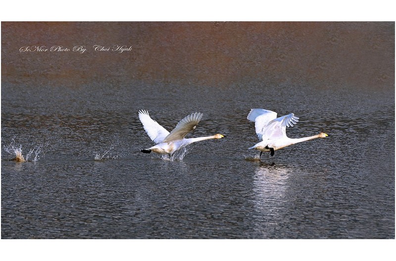 ㅡㅡㅡ   맥도 생태 공원   ㅡㅡㅡ