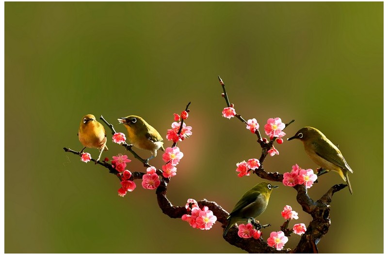 홍매화에 들어온 동박새`