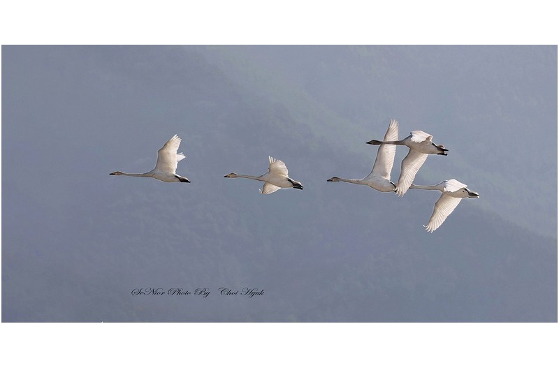 ㅡㅡㅡ   설 명절쇠러 고향가는 고니   ㅡㅡㅡ