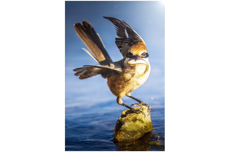 카리스마 때까치