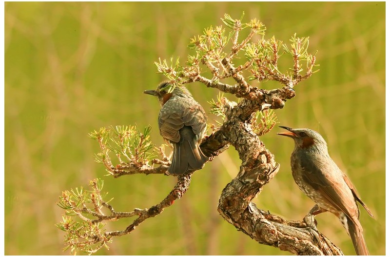 직박구니 산책`