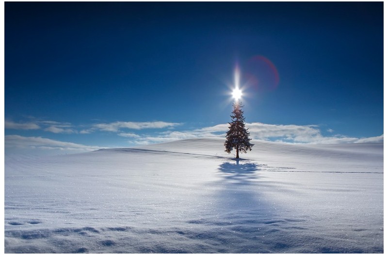 크리스마스 트리