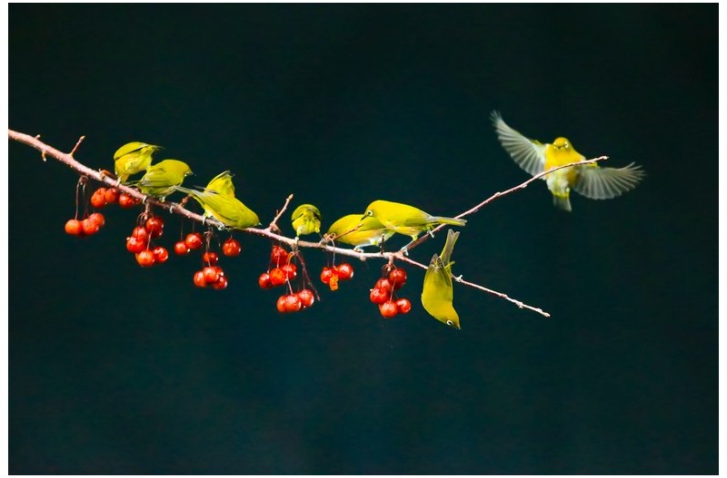 아름다운 동박새``