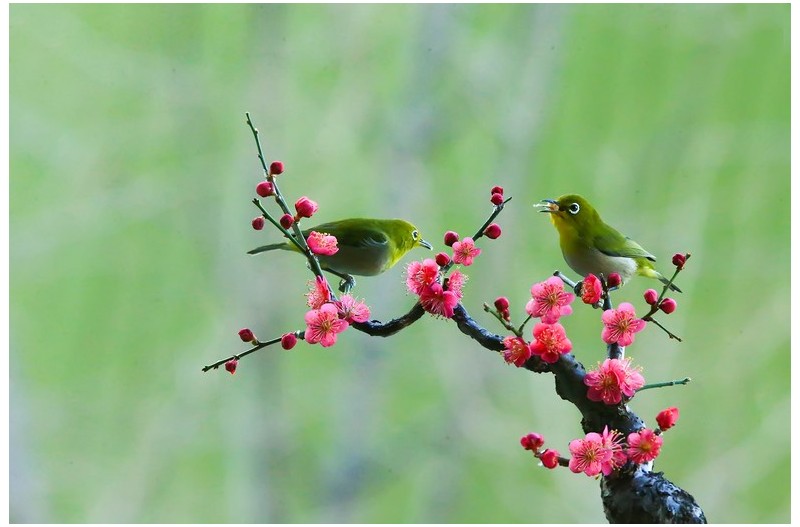 홍매에 들어온 멋진 동박새`