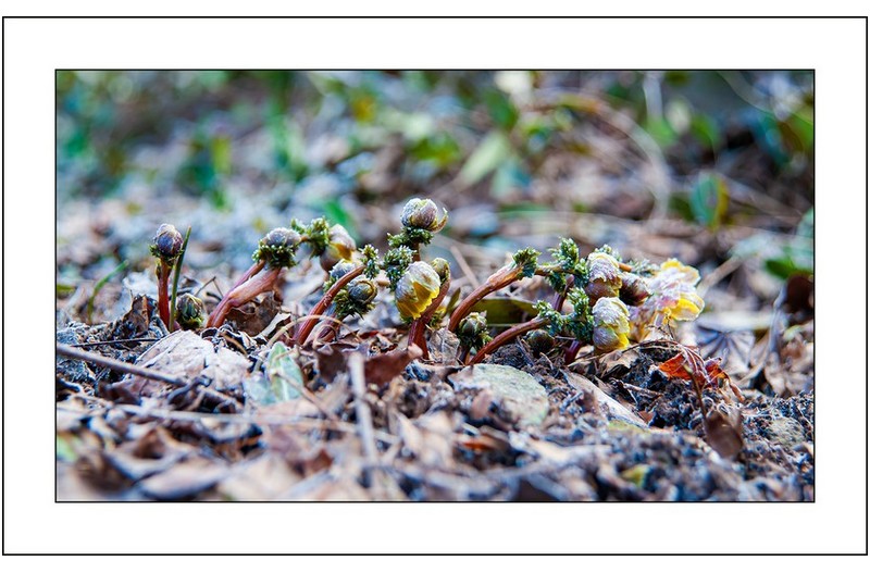 서리맞은  복수초..