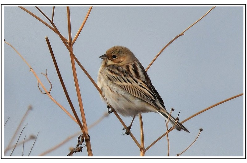 양 진이 ( 암수 )