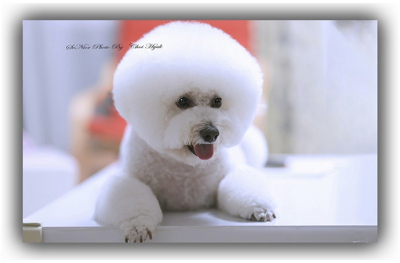 ㅡㅡㅡ   우리집귀요미  방자   ㅡㅡㅡ