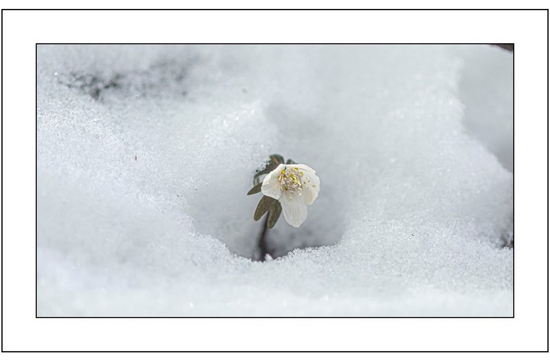 눈속의 변산아씨...