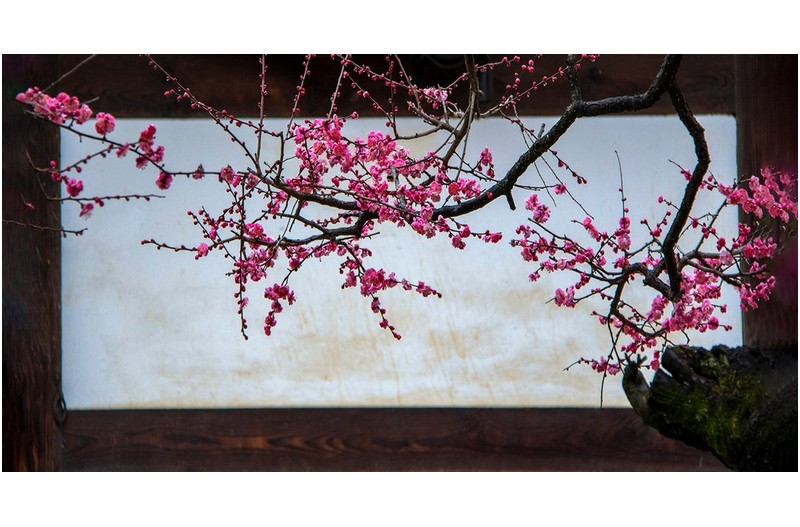 매화도 - 梅花圖