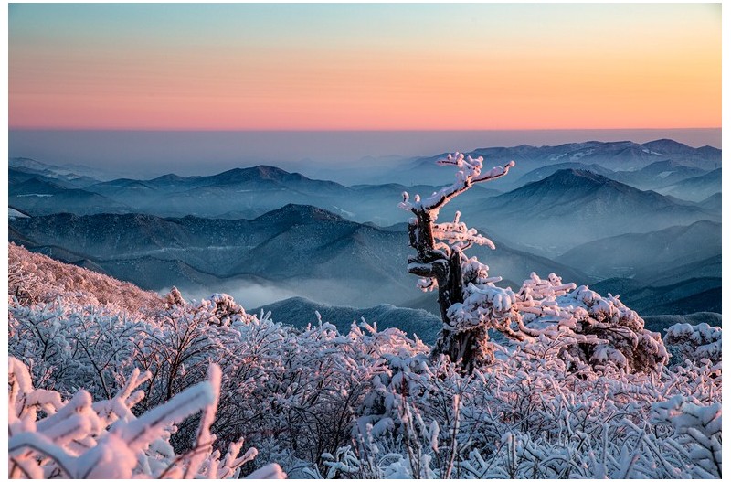 천년주목의 겨울