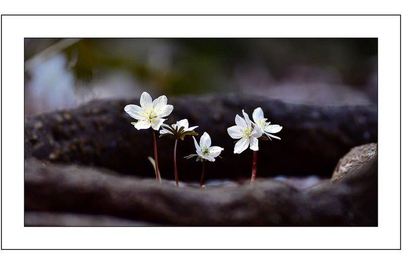 변산바람꽃 쌍두...