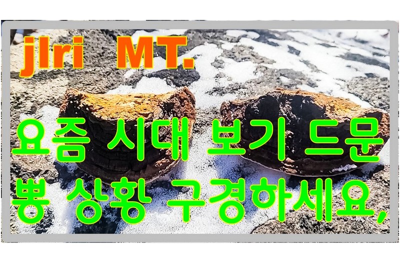 항암 억제 최고의 효능 뽕상황