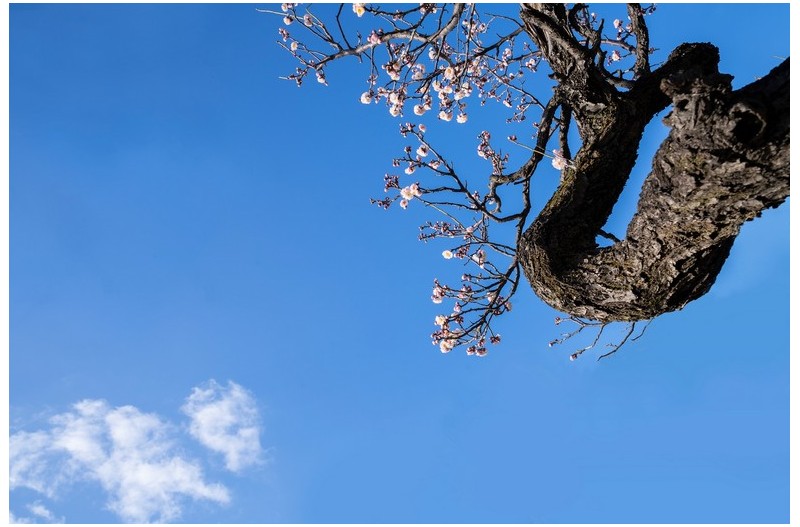 건설공고매화 찍을만 합니다.