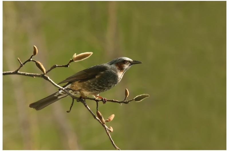 목연화에 들어온 직박구니`