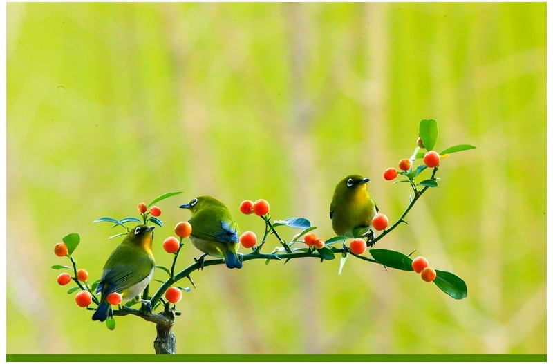 아름다운 태주어리에 않은 동박새`