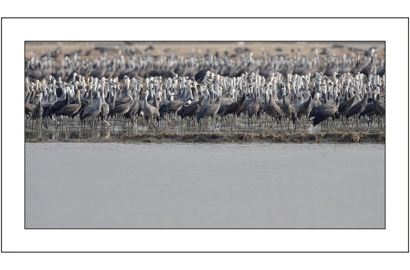 호수속의 흑두루미..