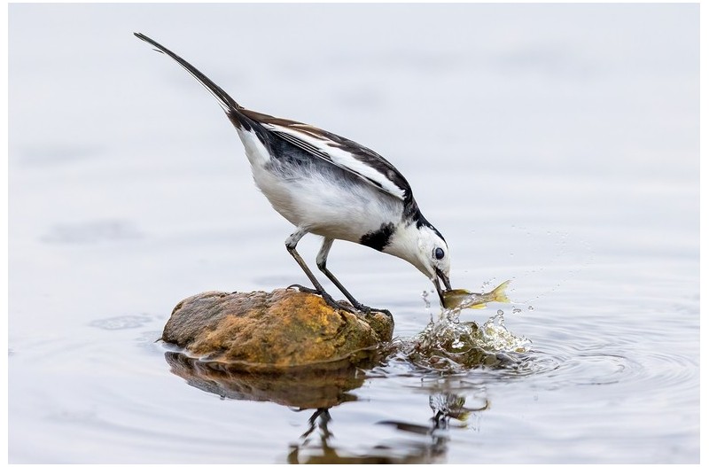 할미새 먹이 사냥