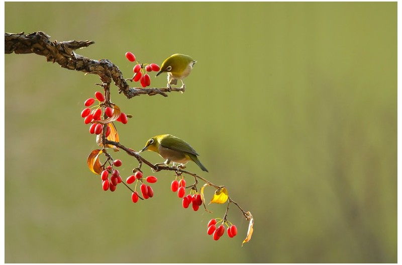 산수유와 동박새`