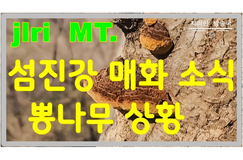 섬진강변 매화 만개