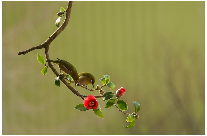 애기동백에 않은 동박새`