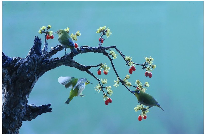 아름다운 산수유`